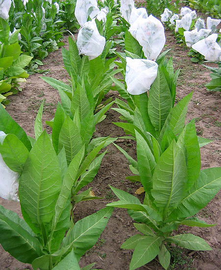Ostrlogist Tobacco