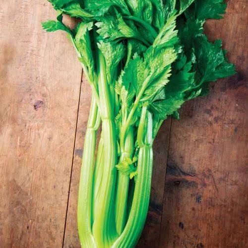Utah tall celery