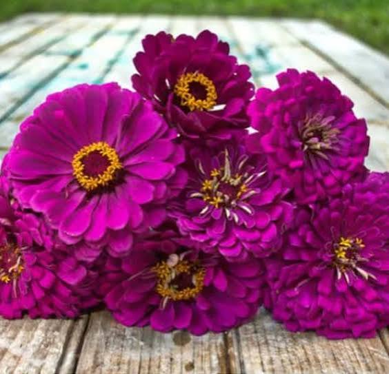 Purple Prince Zinnia