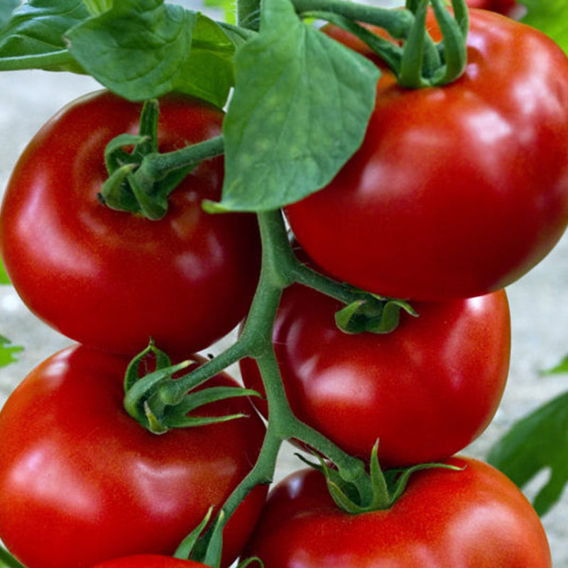 Siberian Heirloom Tomato
