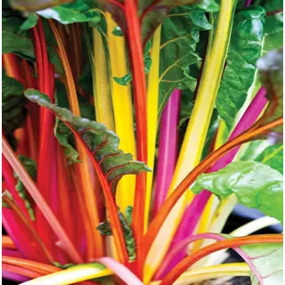 Bright Lights Swiss Chard