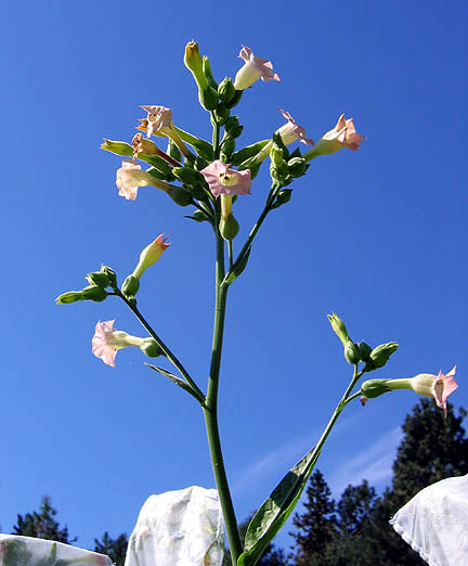 Farm Hand Seeds Goyano Tobacco