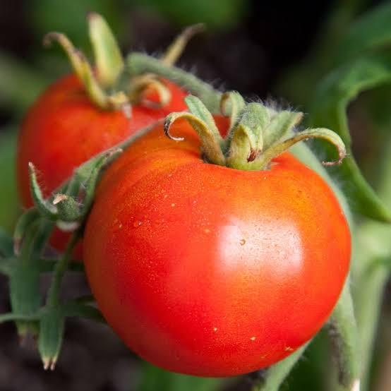 New Yorker heirloom tomato