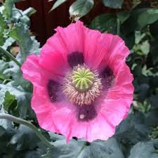Pink dawn poppy
