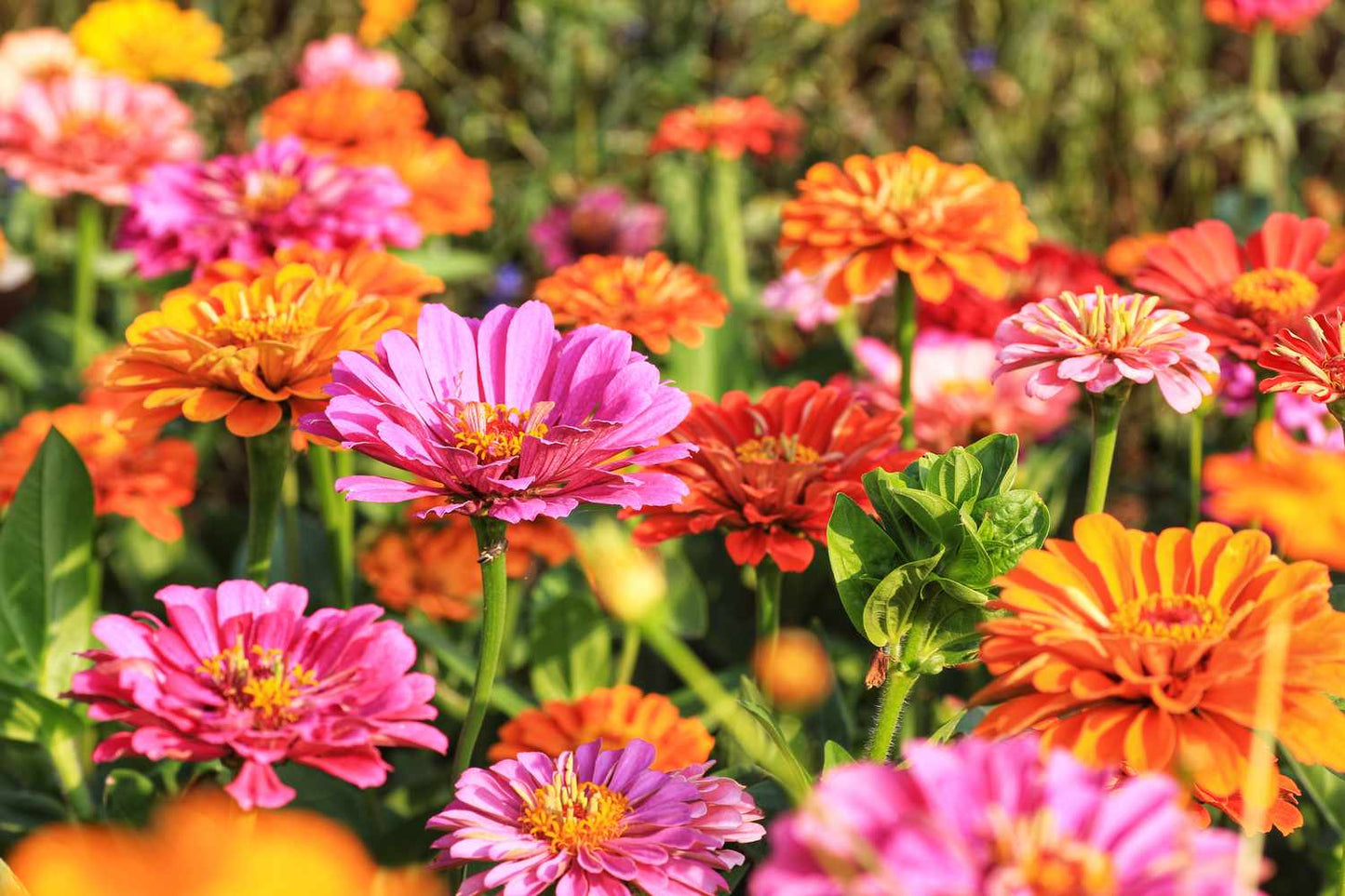 Fruity beauty zinnia mix