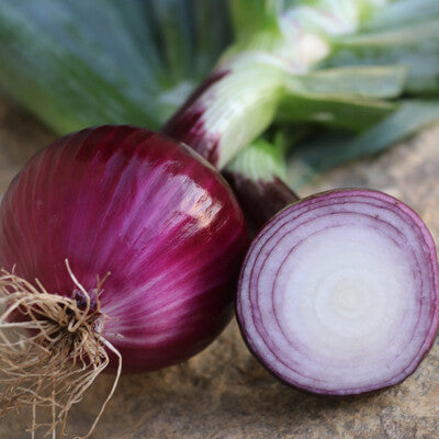 Ruby red long day onion