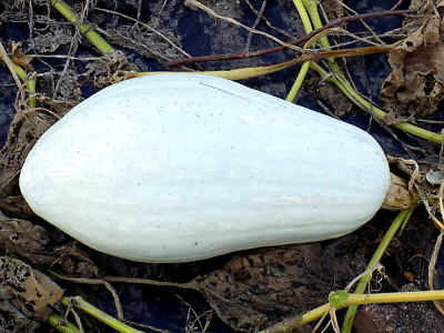 Hopi Grey squash
