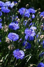Dwarf blue bachelor buttons