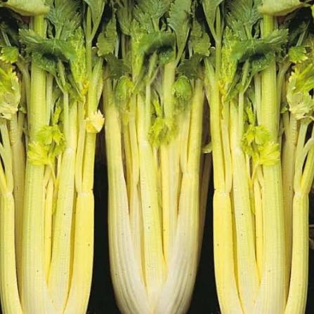 Giant golden pascal celery