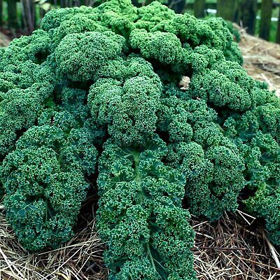 Siberian Dwarf Green Curled Kale