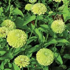 Key lime zinnia mix