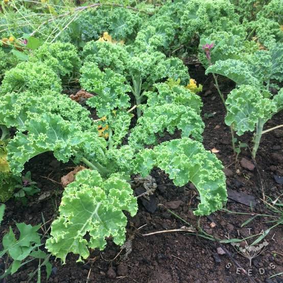 Green Curly Leaf Kale
