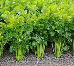 Tendercrisp celery