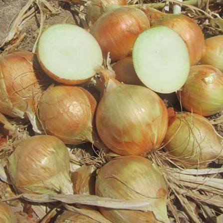 Vadalia sweet onion
