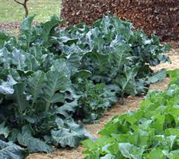 Collard Greens VATES