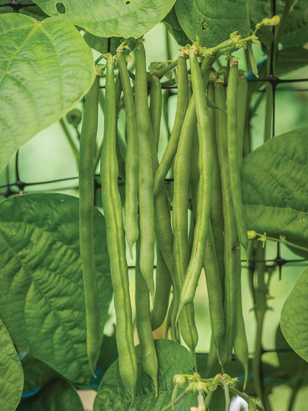 Kentucky blue pole bean
