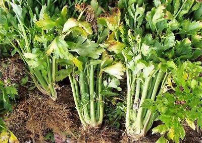 Tendercrisp celery
