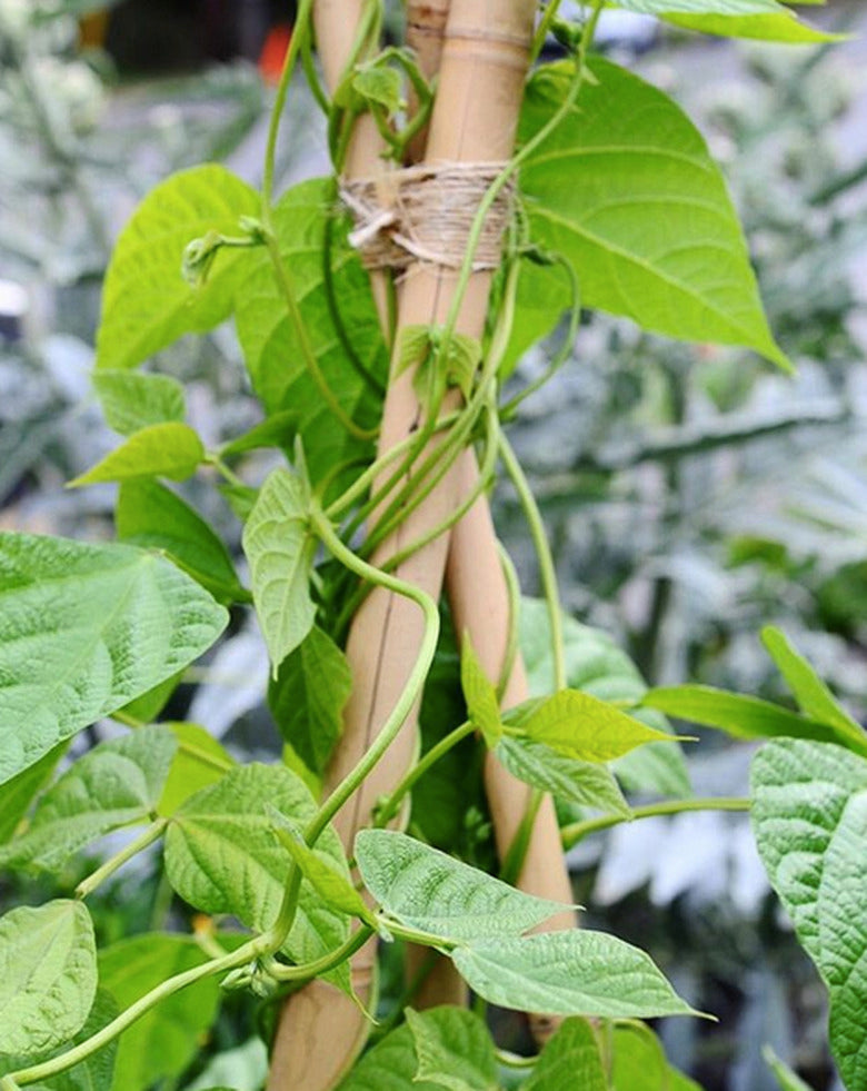 Kentucky blue pole bean