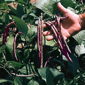 Mississippi Silver Pea