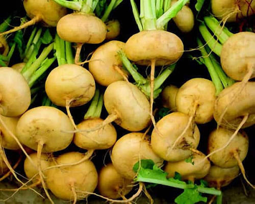 Golden Turnip