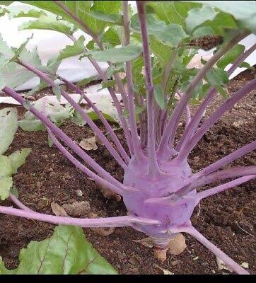 Purple Vienna Heirloom Kohlrabi