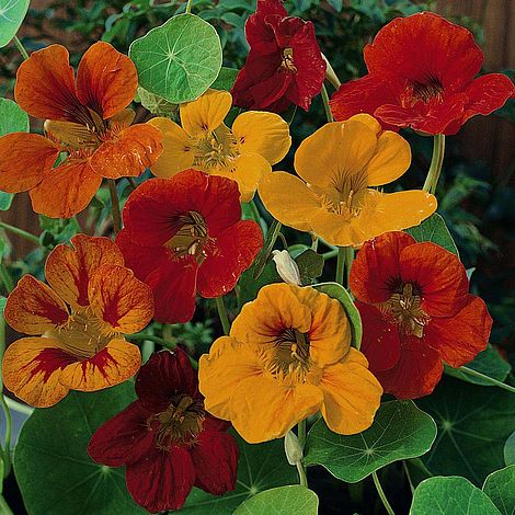 Tom thumb dwarf nasturtium