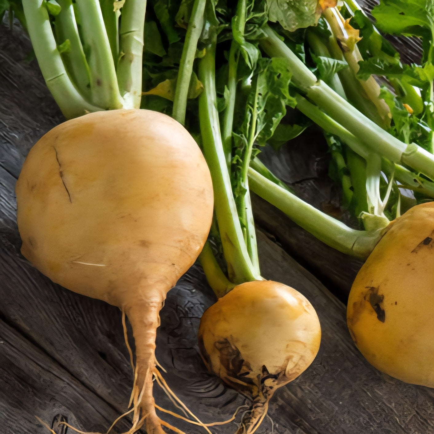 Golden Turnip