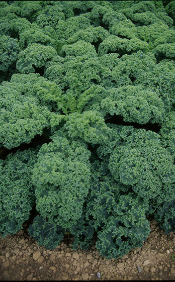 Siberian Dwarf Green Curled Kale