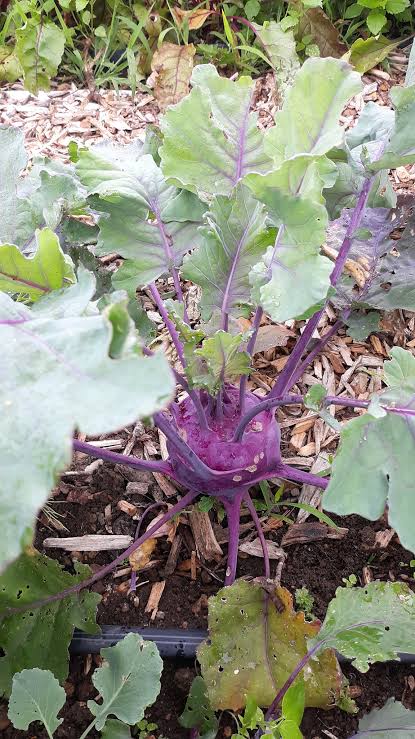Purple Vienna Heirloom Kohlrabi