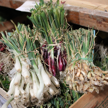 Day Neutral Onion Plants - Sweet Red, White & Yellow Mix