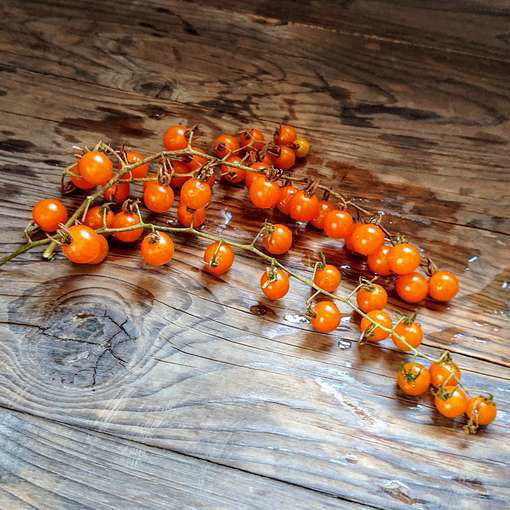 Gold rush current tomato