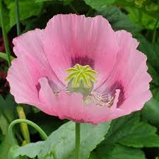 Pink dawn poppy