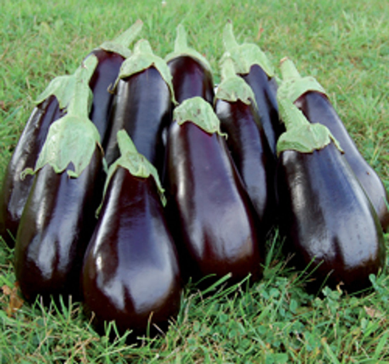 Farm Hand Seeds Florida Market Eggplant