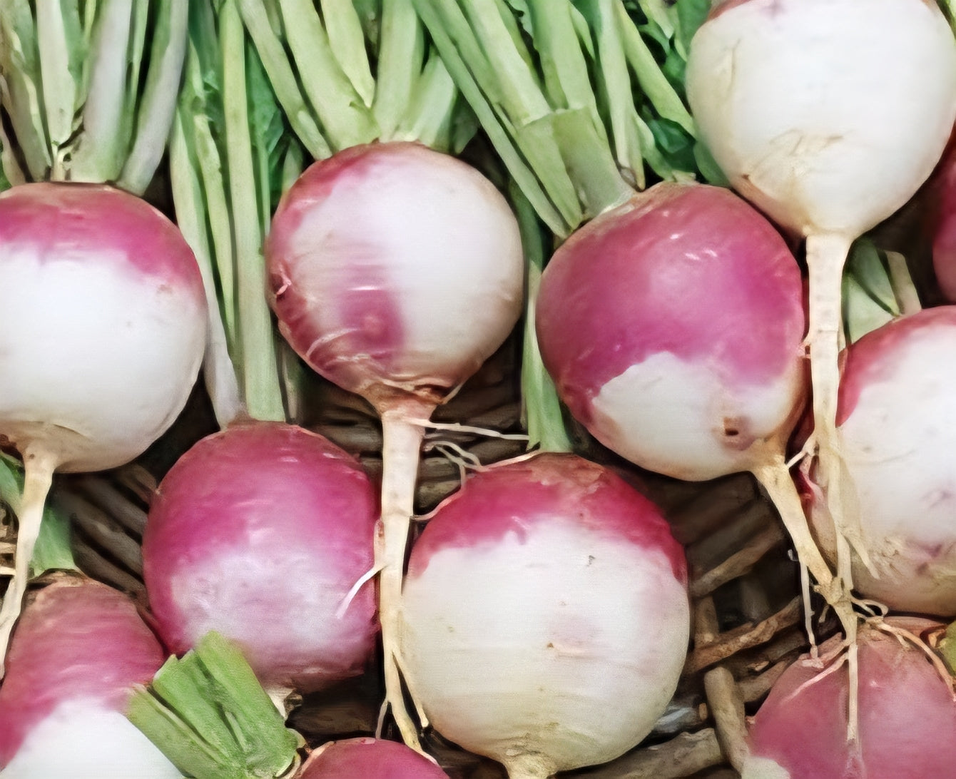 White Purple Top Turnip