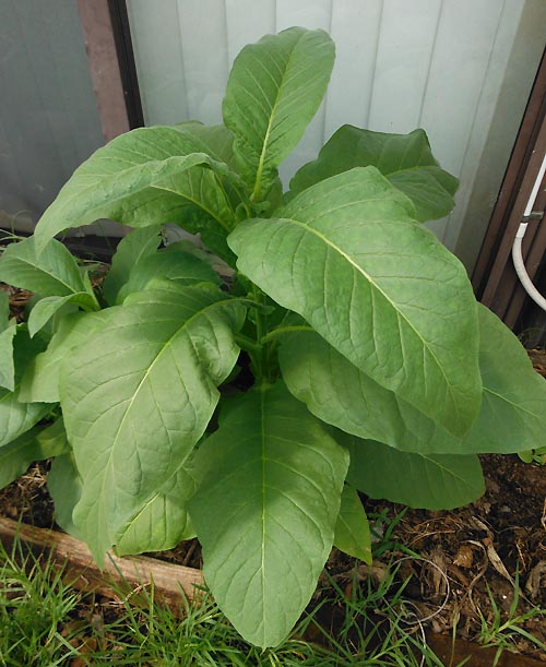 Silk Leaf Tobacco