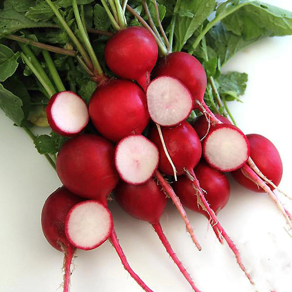 Crimson Red Radish