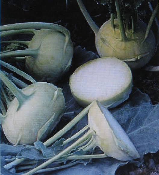 Early White Vienna Kohlrabi