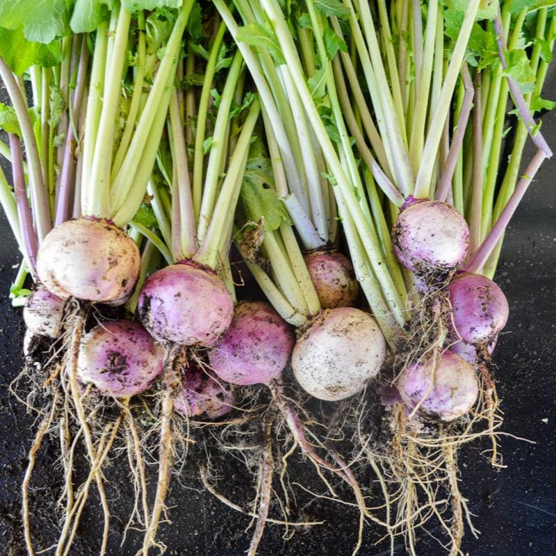 White Purple Top Turnip