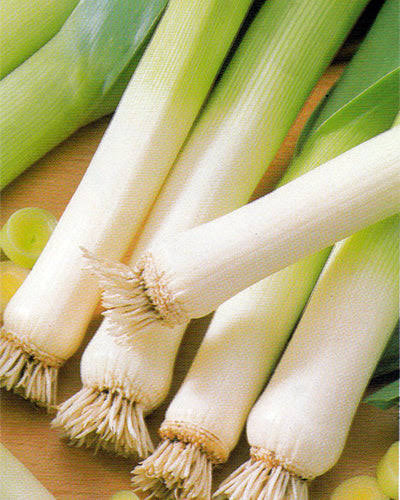 Carentan heirloom leek