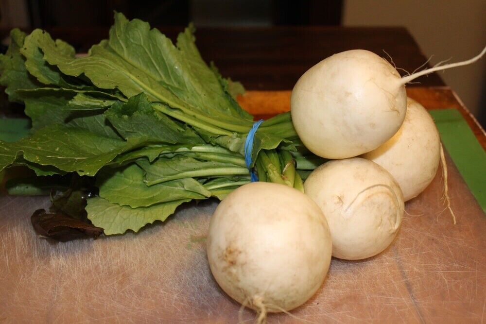 White Japanese Turnip