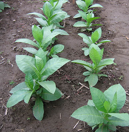Farm Hand Seeds Goyano Tobacco