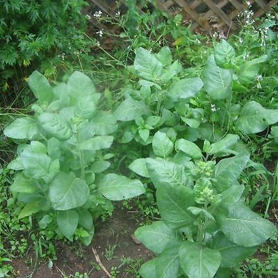 Farm.hand.seeds Sacred Cornplanter Tobacco