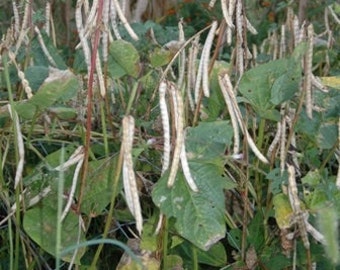 Mississippi Silver Pea