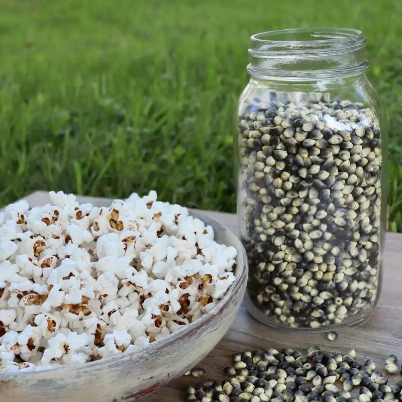 Blue Shamans popcorn seed