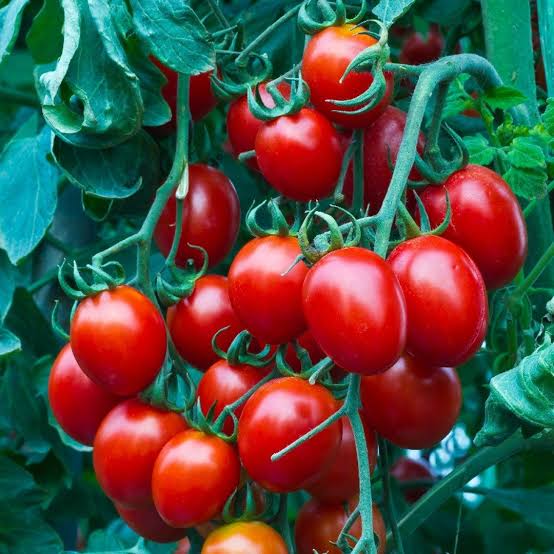 Small cherry tomatoes