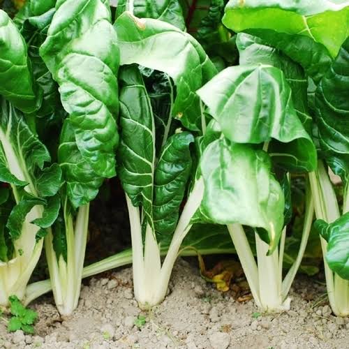Fordhook Swiss Chard