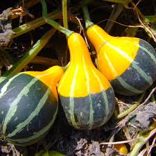 Bi color pear gourds