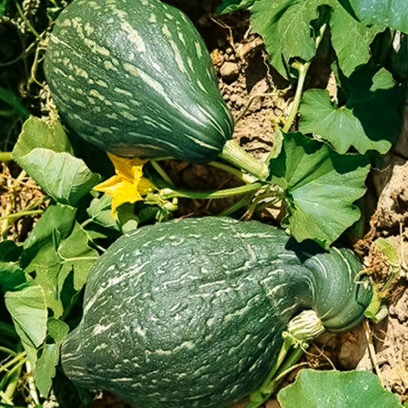 True Green Hubbard Winter Squash
