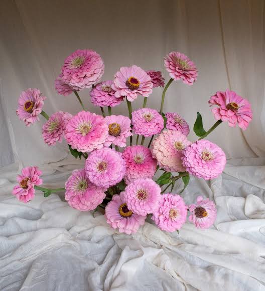 Luminosa zinnia