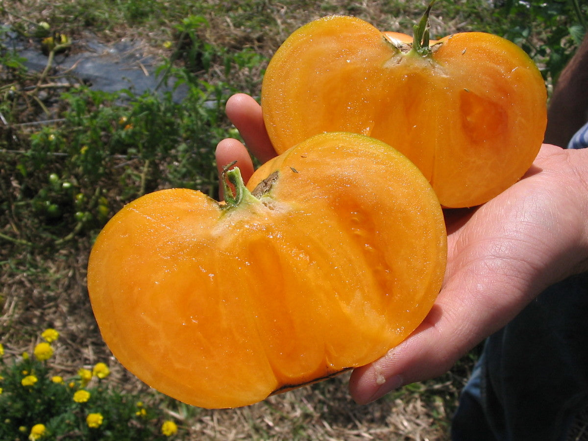 Goldie giant tomato